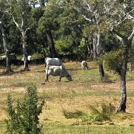 A Calata Πόρτο Βέκιο